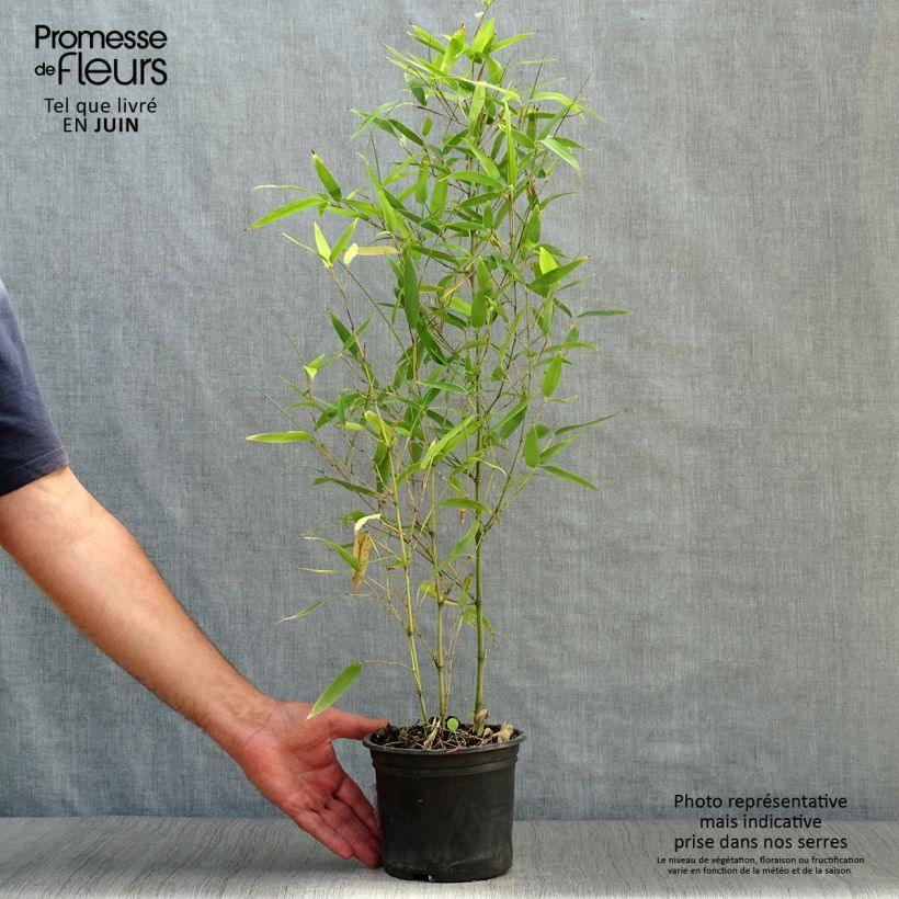 Phyllostachys atrovaginata Green Perfume - Medium Bamboo 2L/3L pot sample as delivered in summer