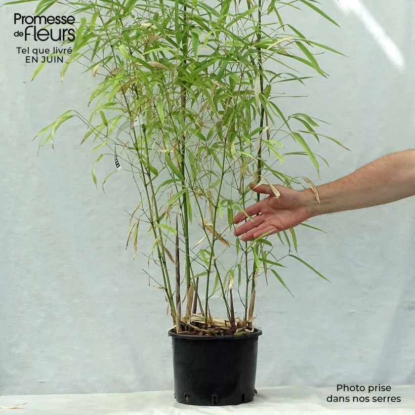Phyllostachys atrovaginata Green Perfume - Medium Bamboo 4L/5L pot sample as delivered in summer