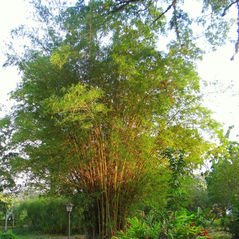 Golden Bamboo - Phyllostachys aurea (Plant habit)
