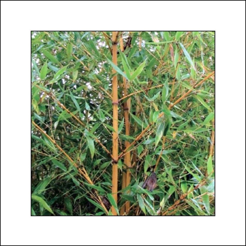 Phyllostachys aurea Holochrysa - Fishpole Bamboo (Foliage)