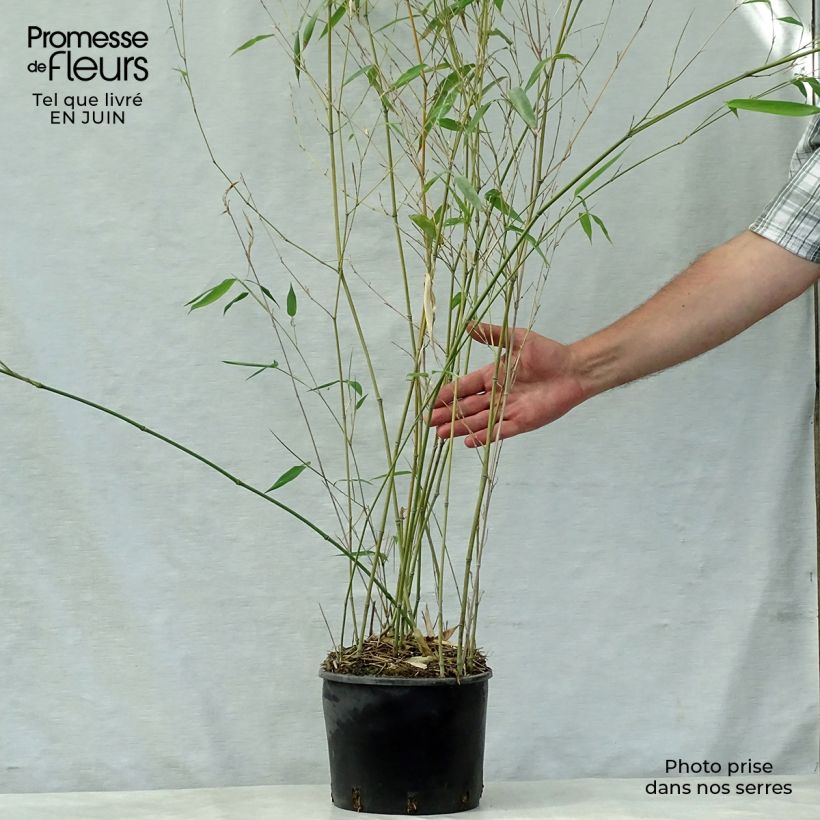 Phyllostachys aureosulcata f. alata - Bamboo 4L/5L pot sample as delivered in summer
