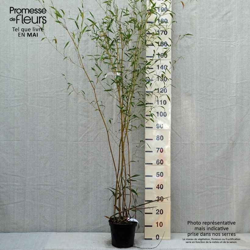 Phyllostachys aureosulcata f. alata - Bamboo sample as delivered in spring