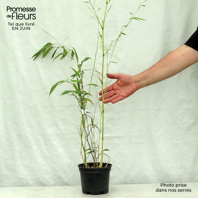 Phyllostachys aureosulcata Spectabilis - Bamboo 2L/3L pot sample as delivered in summer