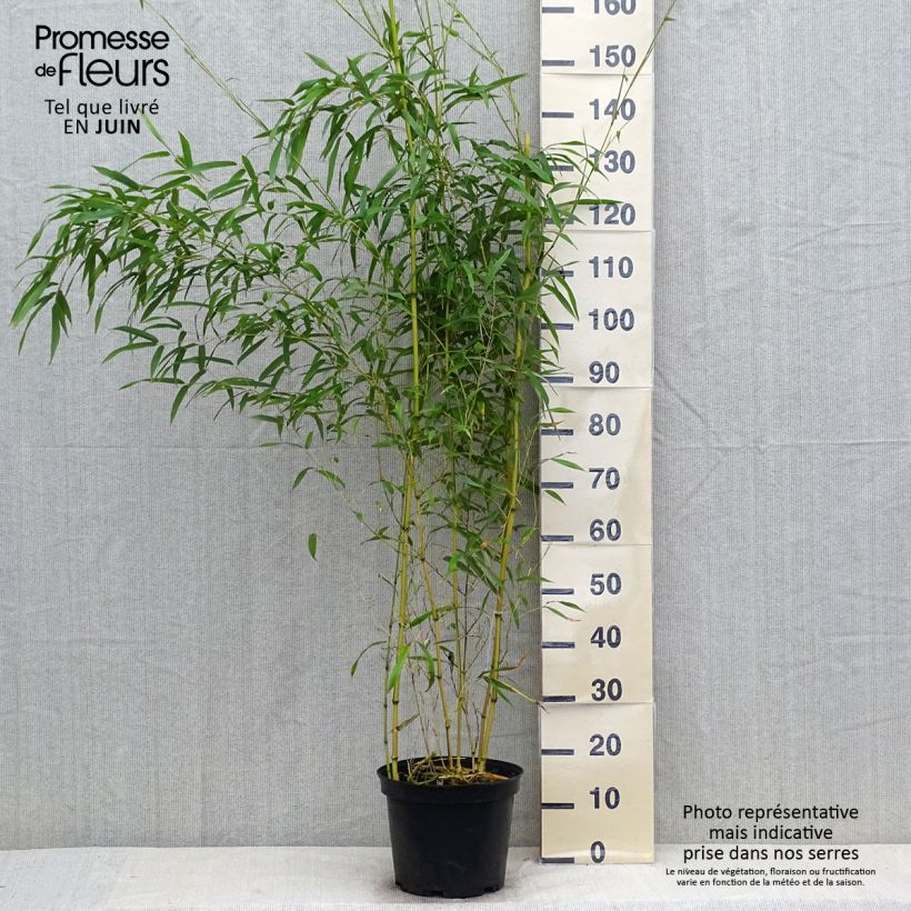 Phyllostachys aureosulcata Spectabilis - Bamboo 4L/5L pot sample as delivered in summer