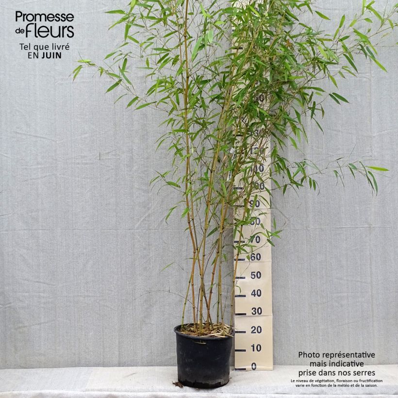 Phyllostachys aureosulcata Spectabilis - Bamboo 7.5L/10L pot sample as delivered in summer