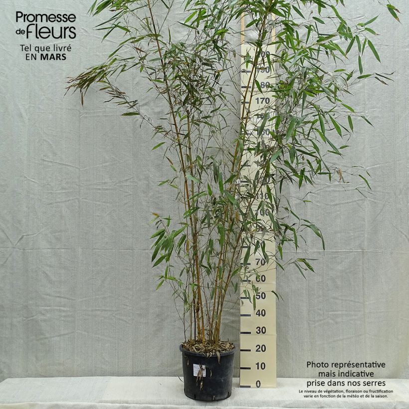 Phyllostachys aureosulcata Spectabilis - Bamboo sample as delivered in spring