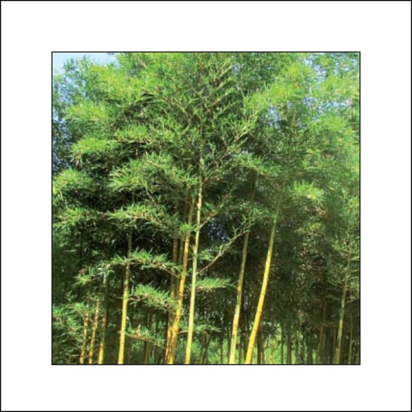 Phyllostachys bambusoides Castillonii - Giant Bamboo (Plant habit)