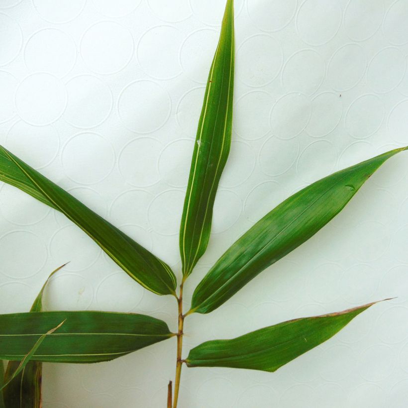 Phyllostachys bambusoides Castillonii - Giant Bamboo (Foliage)