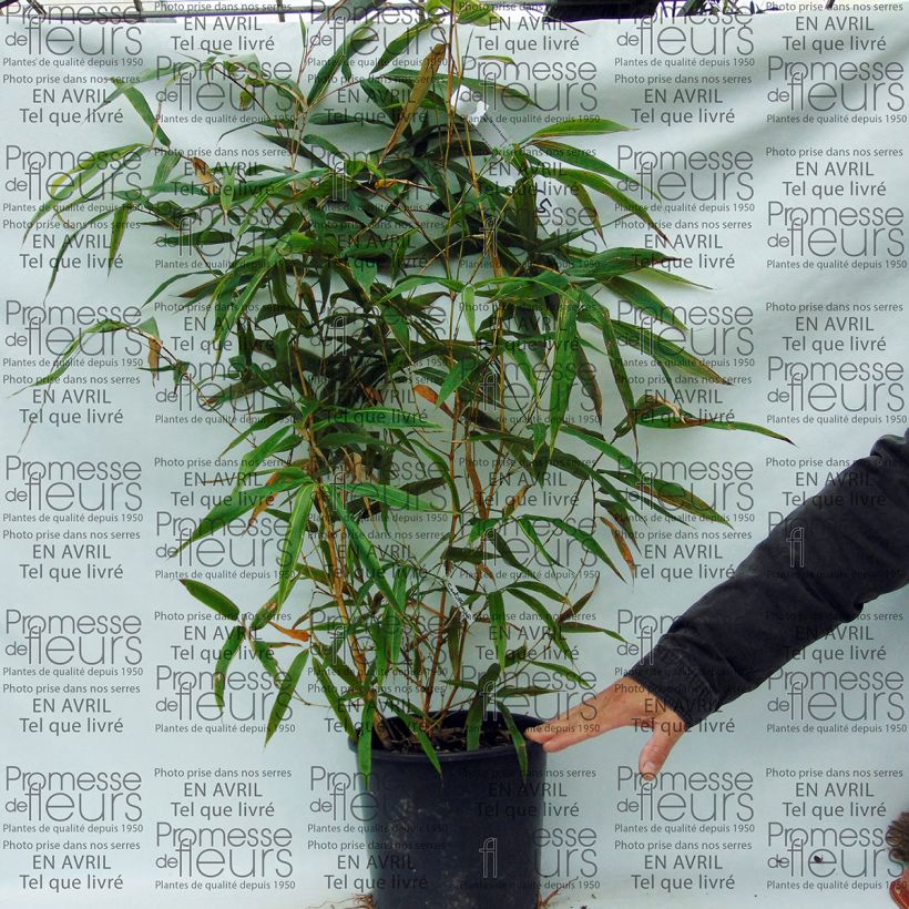 Example of Phyllostachys bambusoides Castillonii - Giant Bamboo 4L/5L pot specimen as delivered