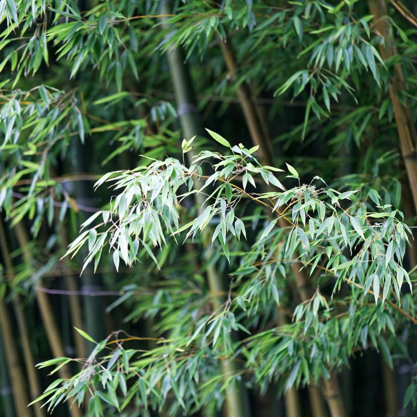 Phyllostachys edulis - Moso Bamboo (Foliage)