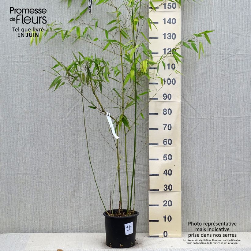 Phyllostachys glauca - Blue Bamboo 4L/5L pot sample as delivered in summer