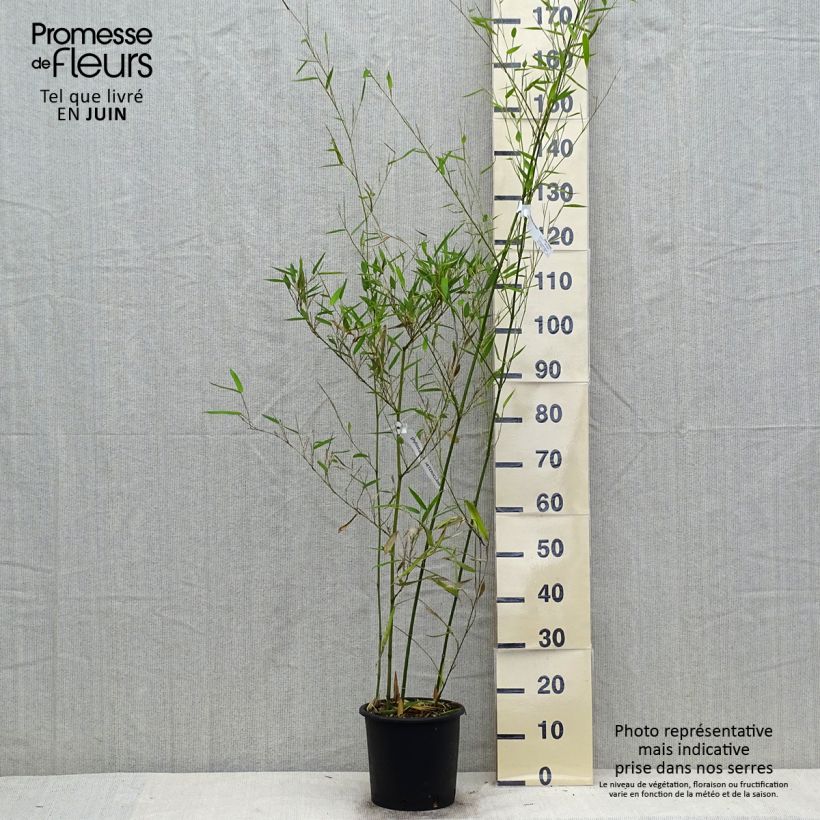 Phyllostachys heteroclada - Giant Bamboo 4L/5L pot sample as delivered in summer