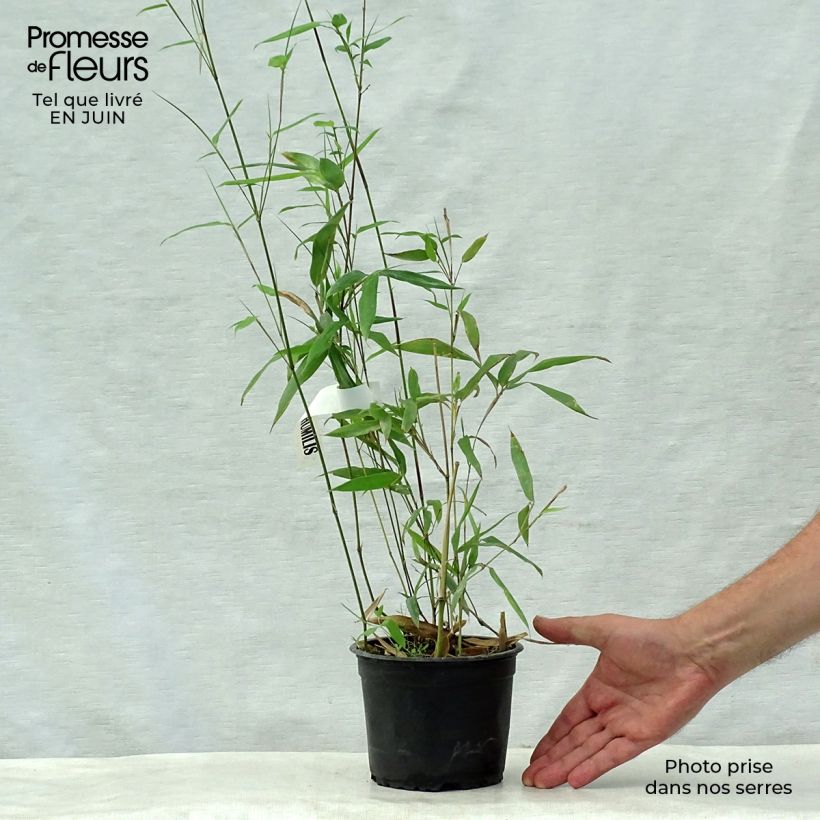 Phyllostachys humilis - Bamboo 2L/3L pot sample as delivered in summer