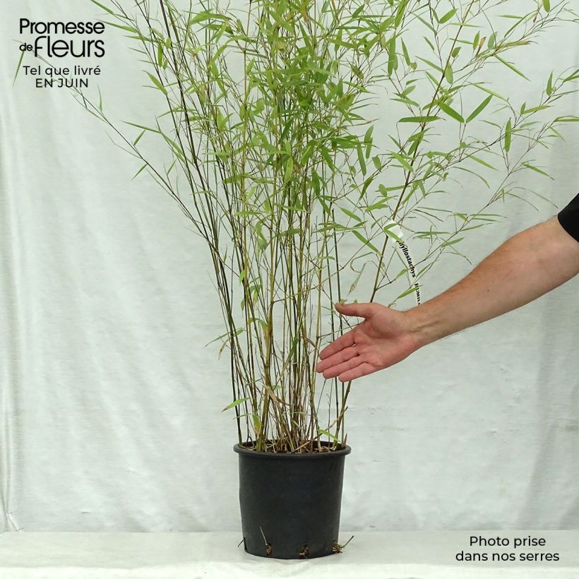 Phyllostachys humilis - Bamboo 4L/5L pot sample as delivered in summer