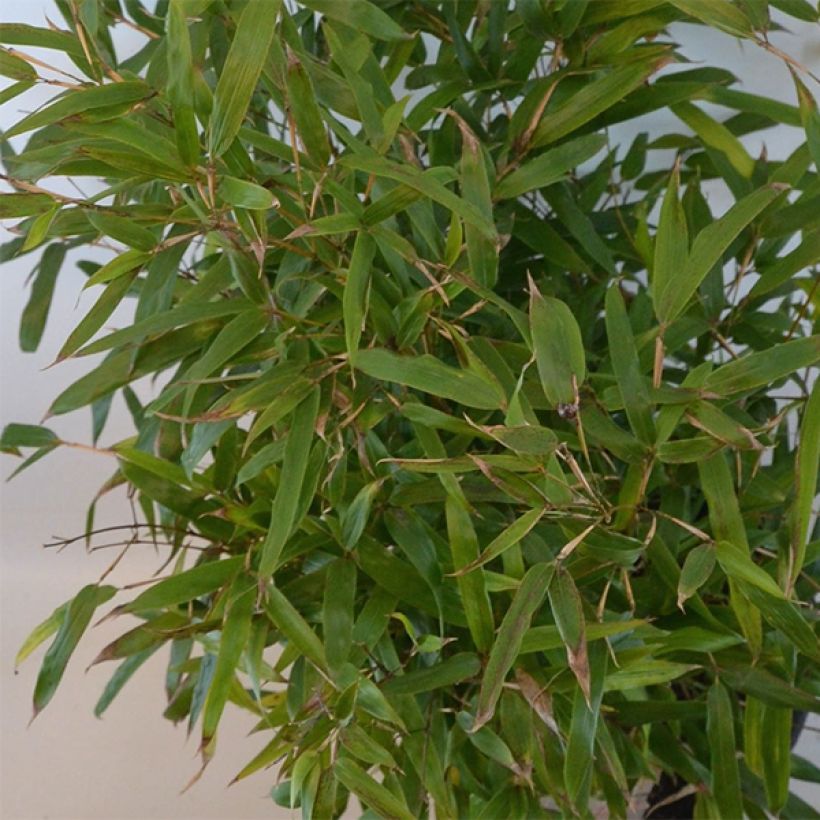 Phyllostachys humilis - Bamboo (Foliage)