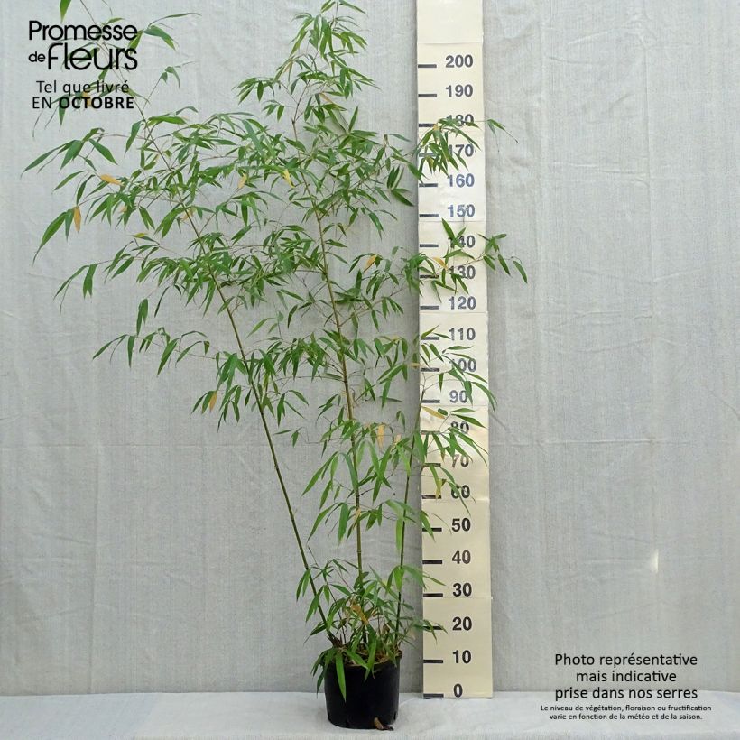 Phyllostachys iridescens - Bamboo 4L/5L pot sample as delivered in autumn