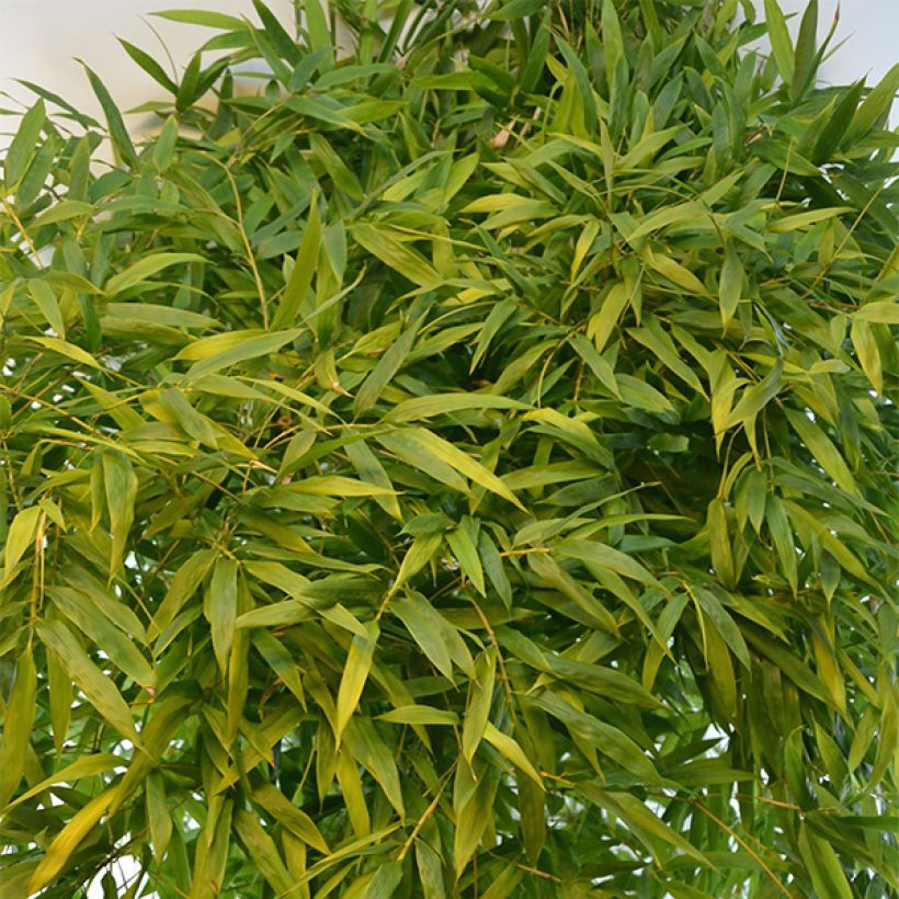 Phyllostachys nigra Boryana - Black Bamboo (Foliage)