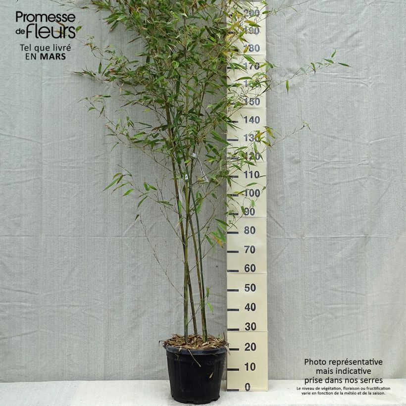 Phyllostachys nigra Boryana - Black Bamboo sample as delivered in spring