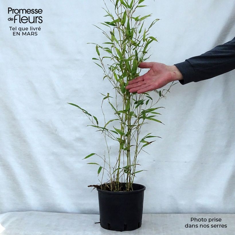 Phyllostachys nigra Boryana - Black Bamboo sample as delivered in spring