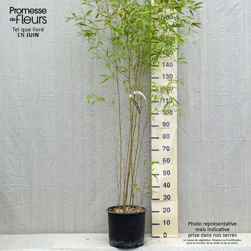 Phyllostachys nigra Henonis - Black Bamboo 7.5L/10L pot sample as delivered in summer