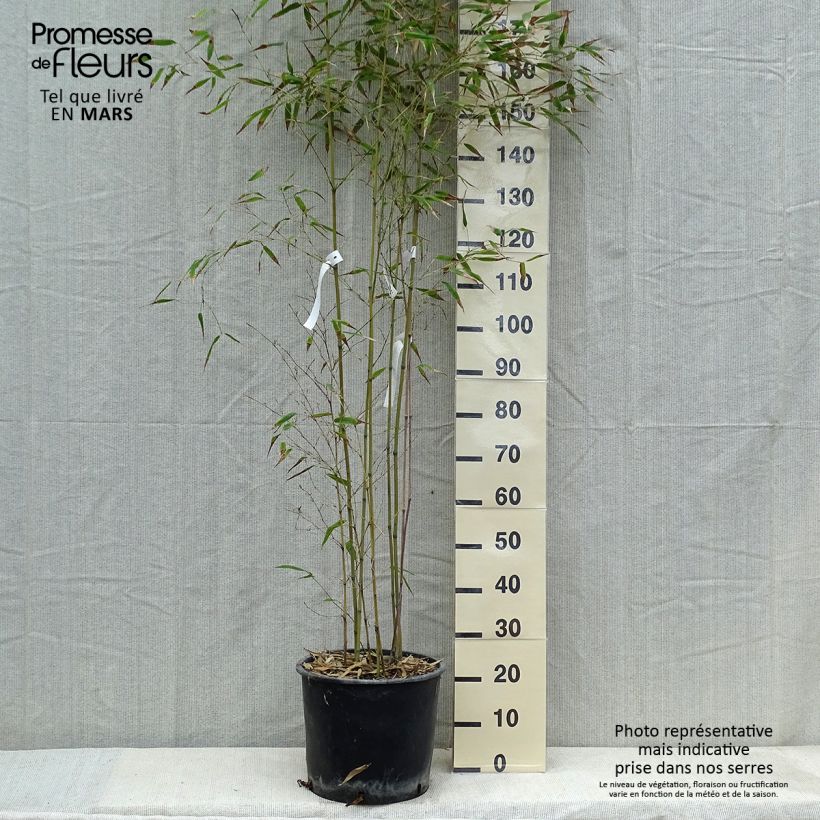 Phyllostachys nigra Henonis - Black Bamboo sample as delivered in spring