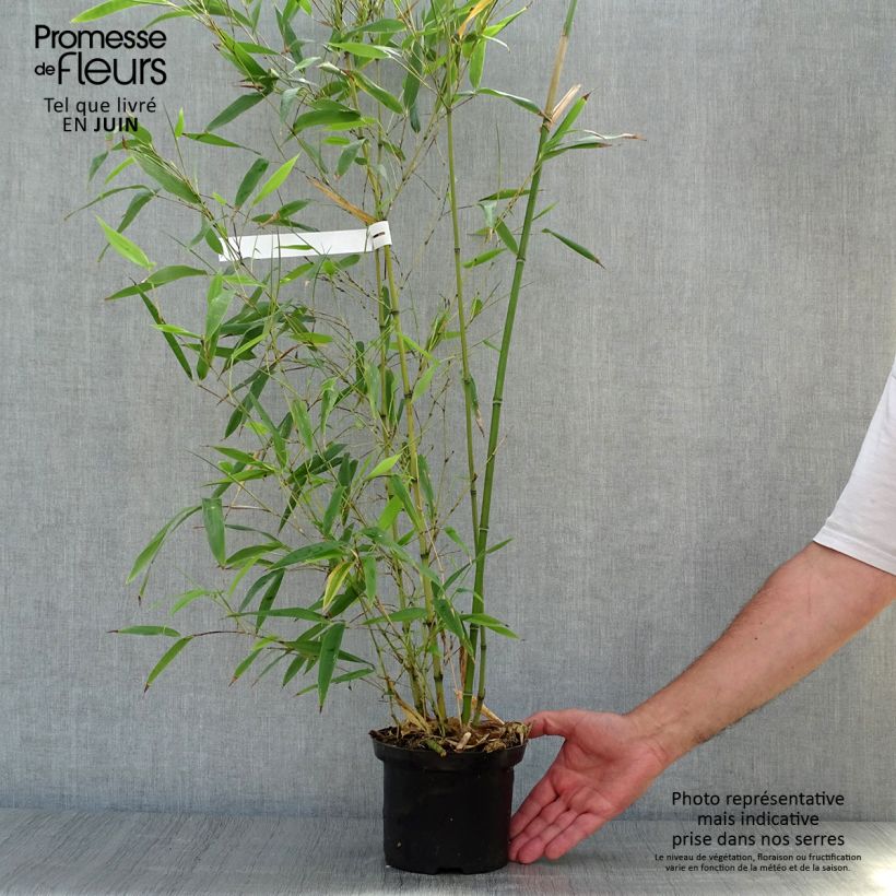 Phyllostachys nigra Henonis - Black Bamboo 2L/3L pot sample as delivered in summer