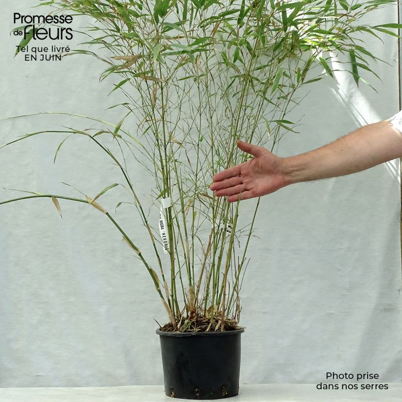 Phyllostachys nigra Henonis - Black Bamboo 4L/5L pot sample as delivered in summer