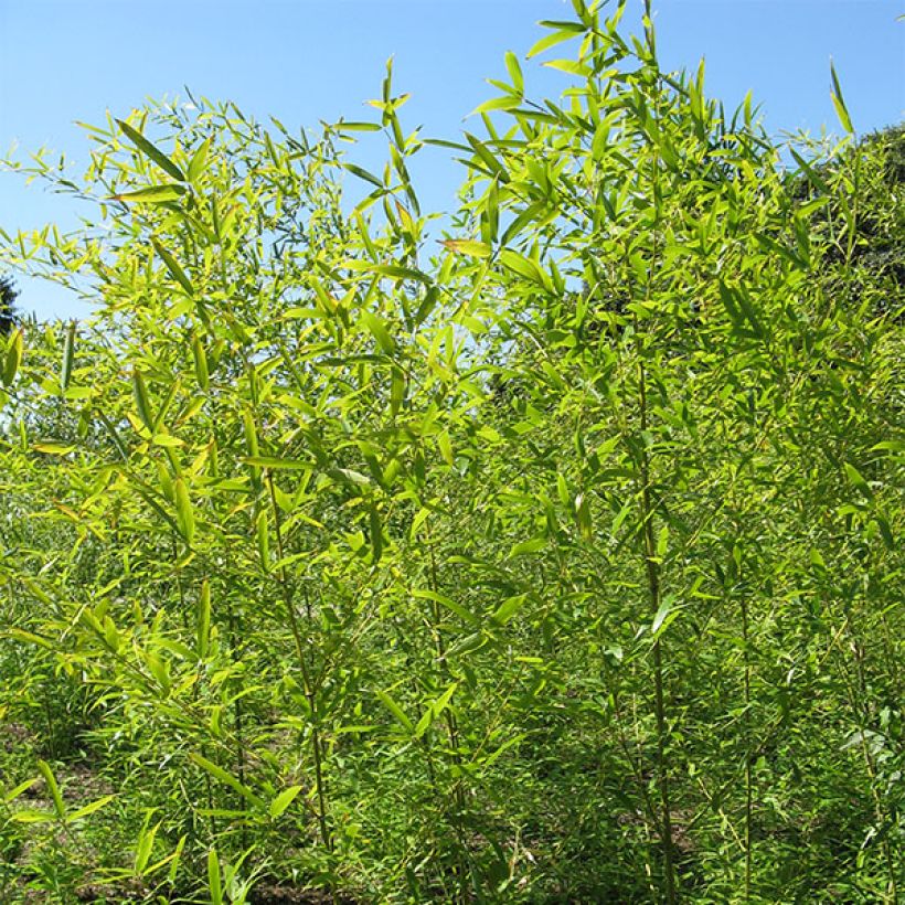 Phyllostachys nigra Henonis - Black Bamboo (Plant habit)
