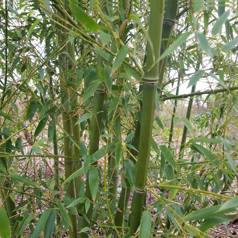 Phyllostachys parviflora - Giant Bamboo (Plant habit)