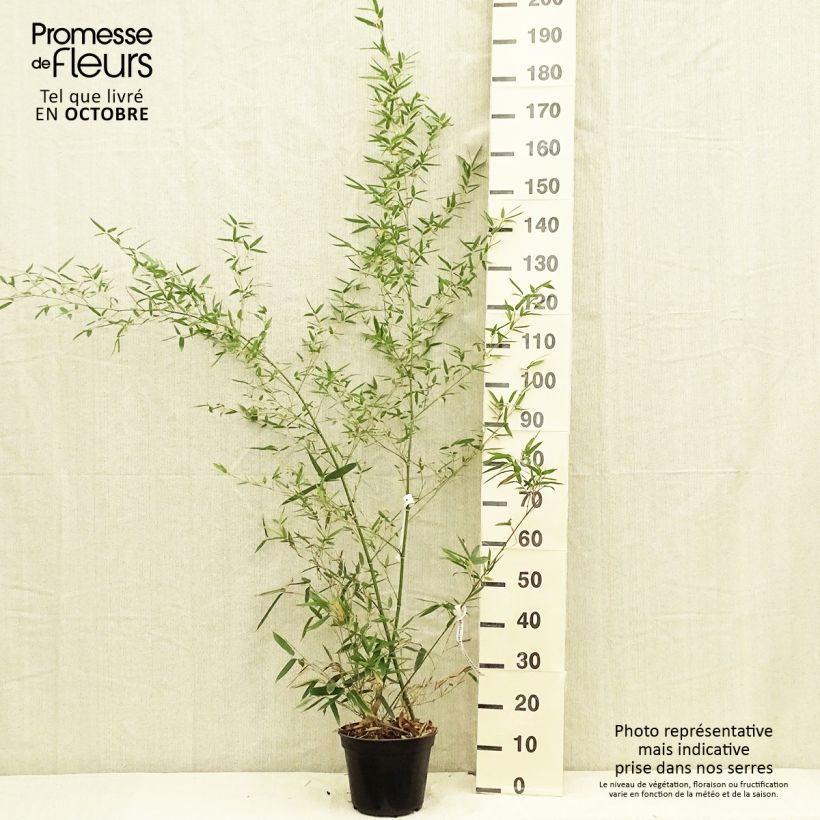 Phyllostachys parviflora - Giant Bamboo 4L/5L pot sample as delivered in autumn