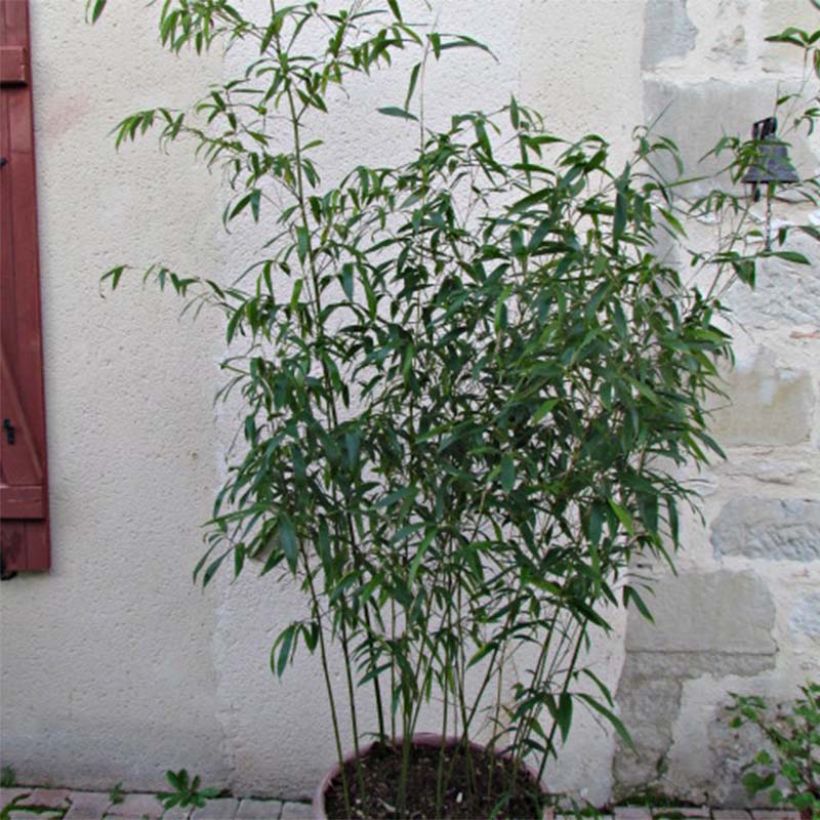 Phyllostachys rubromarginata (Foliage)