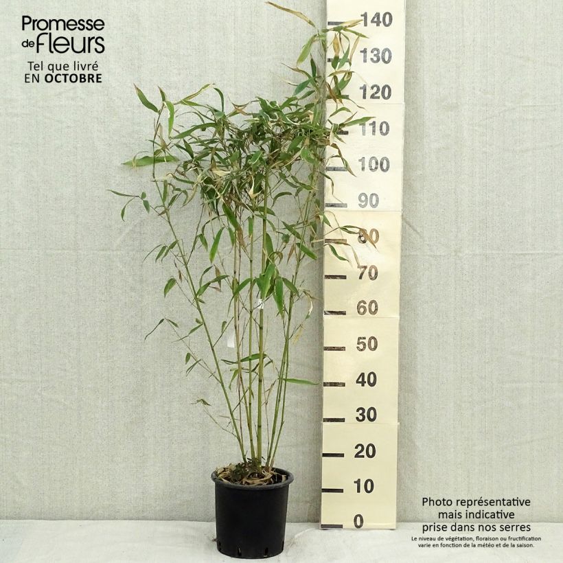 Phyllostachys rubromarginata 4L/5L pot sample as delivered in autumn