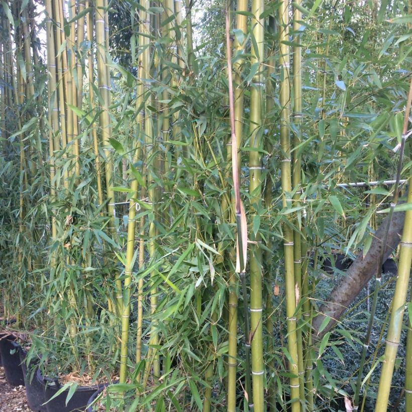 Phyllostachys viridiglaucescens - Green-glaucous Bamboo (Foliage)