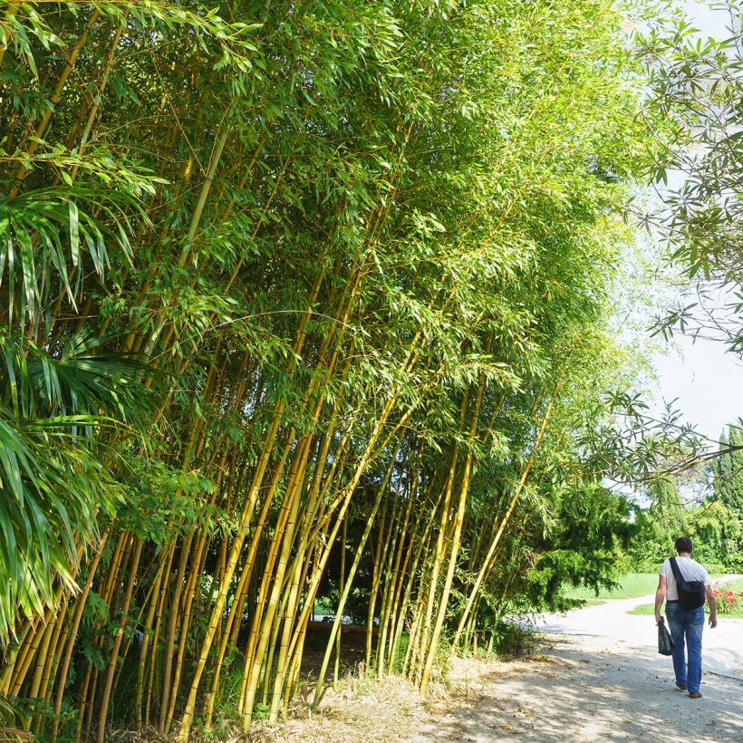 Phyllostachys viridiglaucescens - Green-glaucous Bamboo (Plant habit)