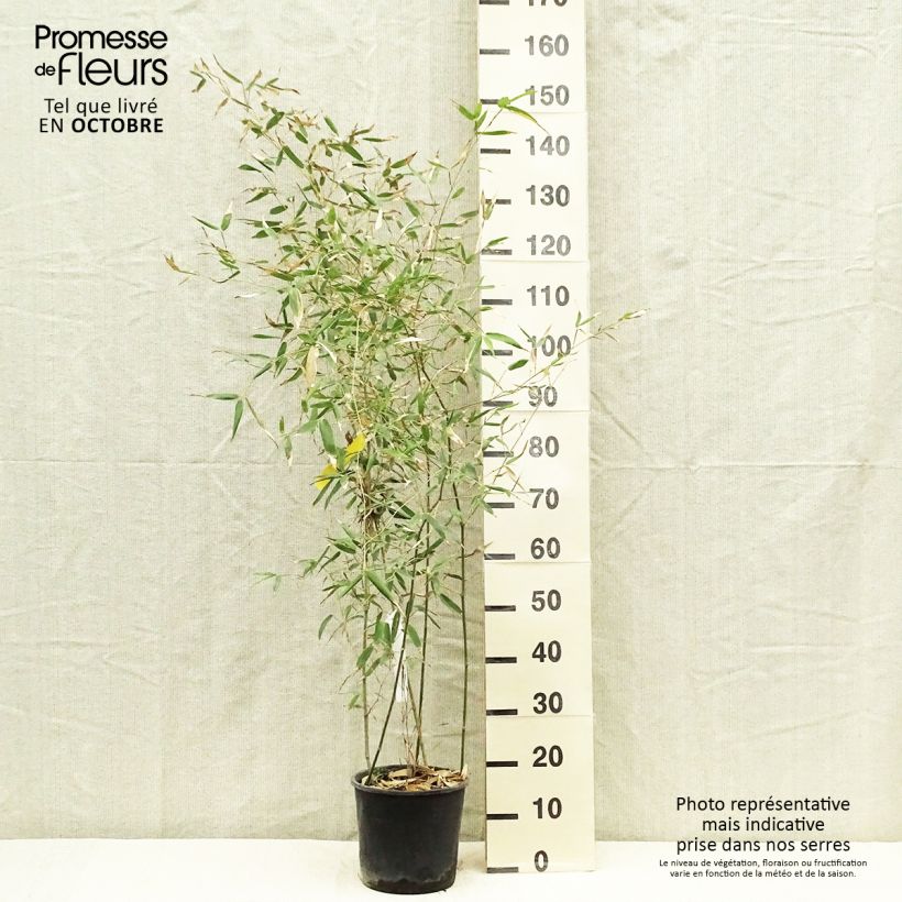 Phyllostachys viridis Sulphurea - Golden Chinese Bamboo 2L/3L pot sample as delivered in autumn
