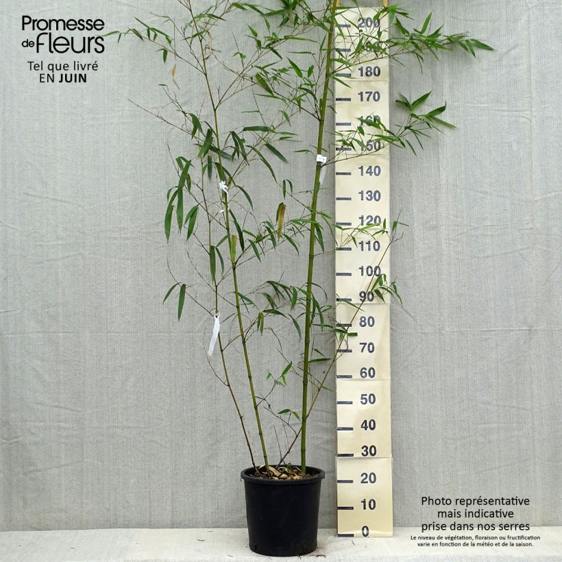 Phyllostachys vivax Aureocaulis - Golden Chinese Timber Bamboo sample as delivered in spring