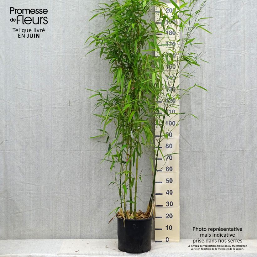 Phyllostachys vivax Huangwenzhu - Golden Chinese Timber Bamboo 7.5L/10L pot sample as delivered in summer