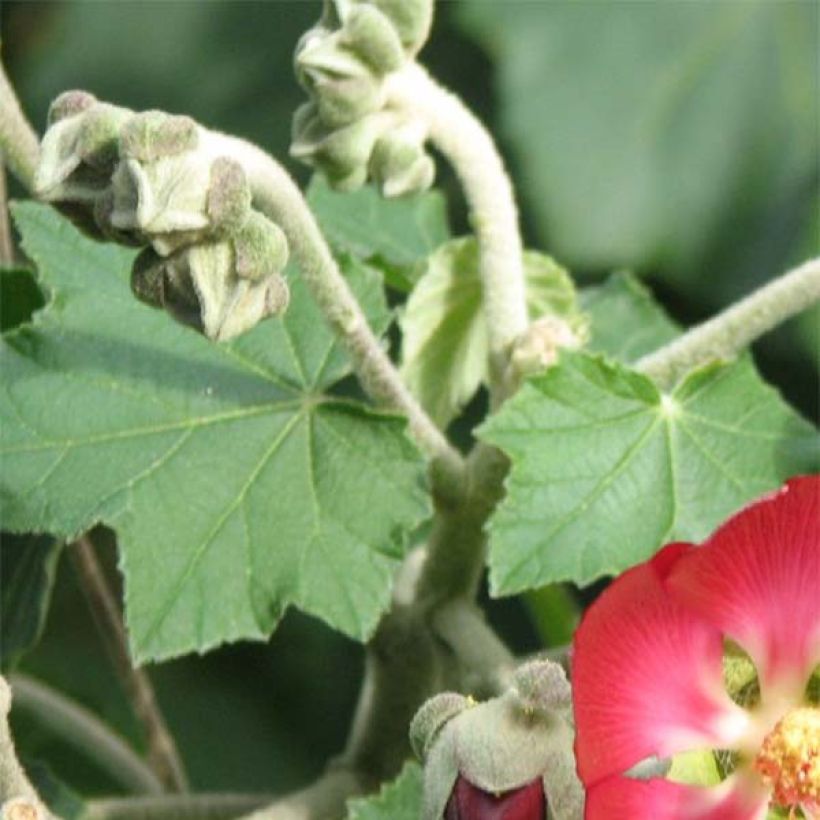 Phymosia umbellata (Foliage)