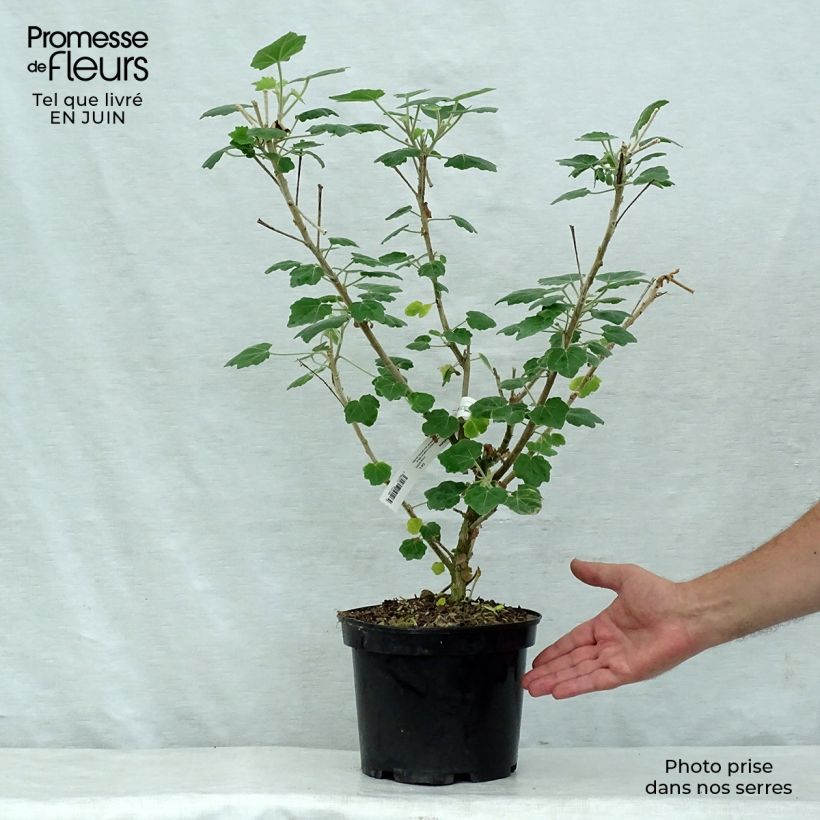 Phymosia umbellata 4L/5L pot sample as delivered in summer