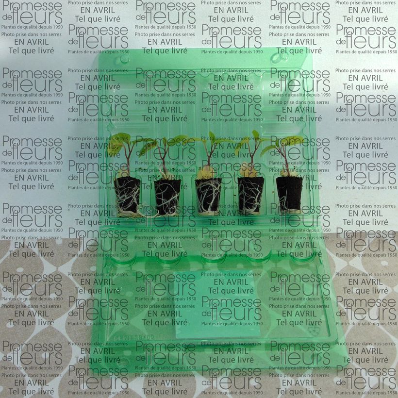 Example of Physalis Goldita Plug plant 3/4cm specimen as delivered