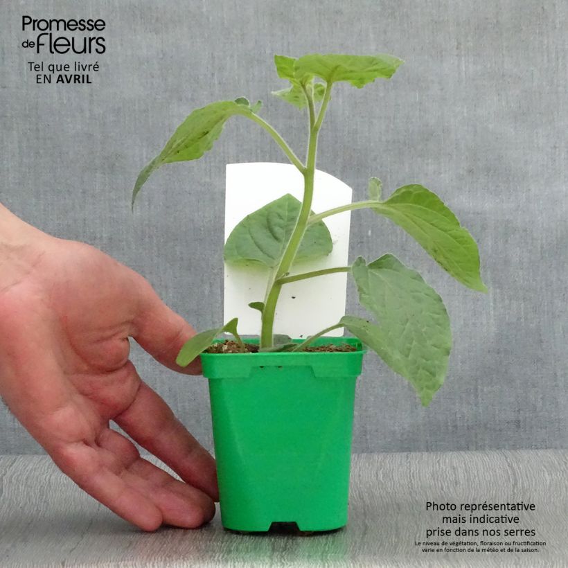 Physalis Goldita 10cm/11cm pot sample as delivered in spring