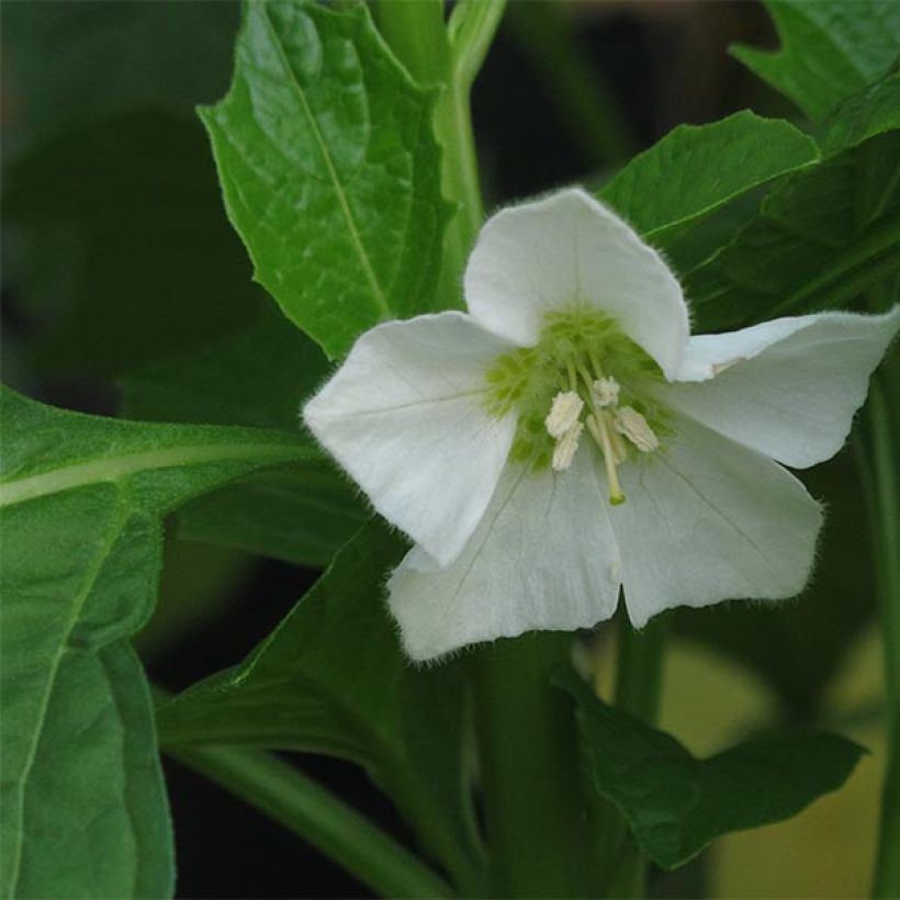 Physalis alkekengi var. franchetii (Flowering)