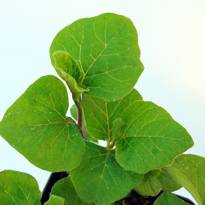 Physalis alkekengi var. franchetii (Foliage)