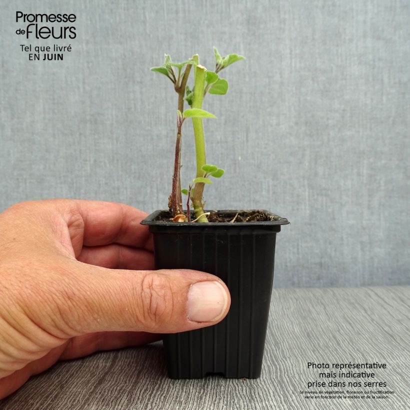 Physalis peruviana 7/8 cm pot sample as delivered in summer