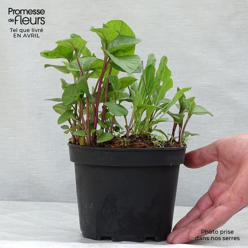 Physalis alkekengi var. franchetii 2L/3L pot sample as delivered in spring