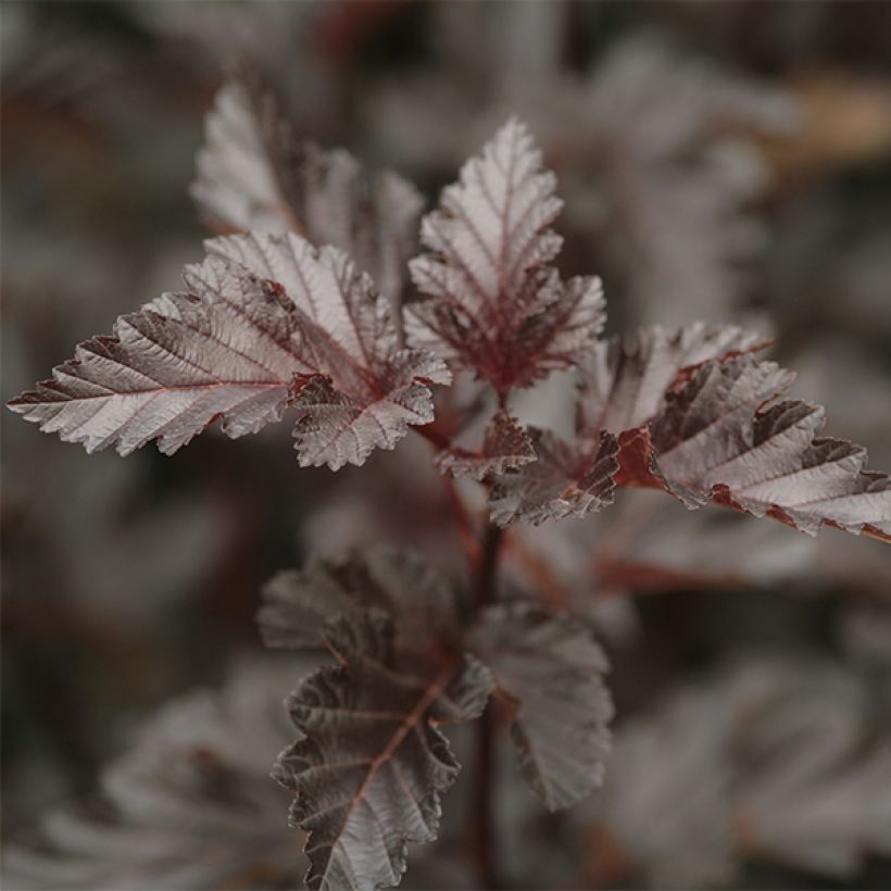 Physocarpus opulifolius Midnight - Ninebark (Foliage)