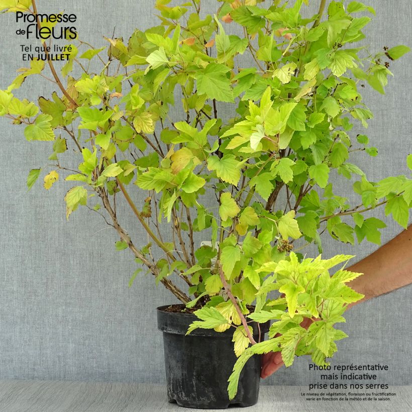 Physocarpus opulifolius Darts Gold - Ninebark 3L/4L pot sample as delivered in summer