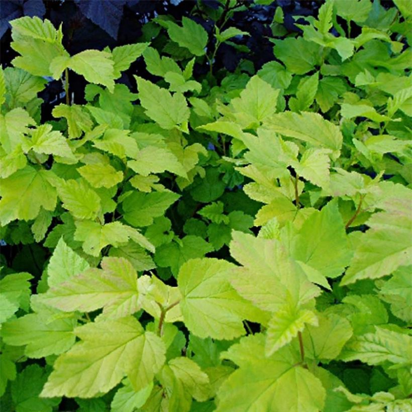 Physocarpus opulifolius Darts Gold - Ninebark (Foliage)