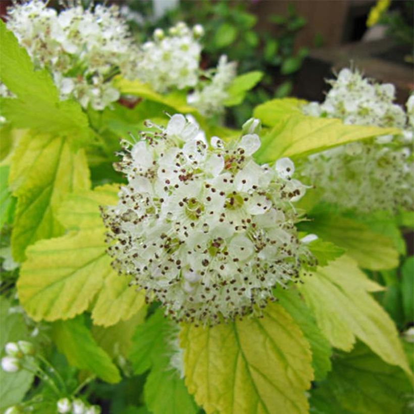 Physocarpus opulifolius Darts Gold - Ninebark (Flowering)