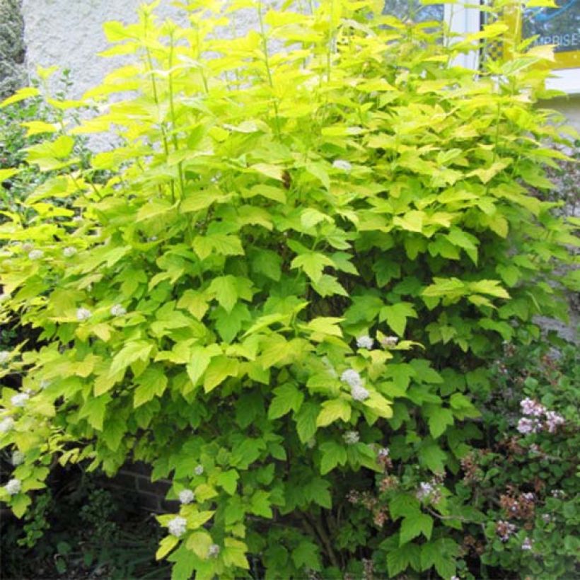 Physocarpus opulifolius Darts Gold - Ninebark (Plant habit)